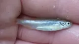 Whitefin Shiner, photographed in South Carolina