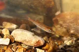 Rosyside Dace, photographed in Tennessee