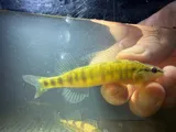 Blackbanded Darter, photographed in Mississippi
