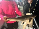 Atlantic Sharpnose Shark, photographed in Florida