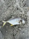 Crevalle Jack, photographed in Magdalena