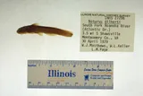 Orangefin Madtom, photographed in Virginia