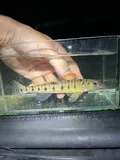 Southern Logperch, photographed in Florida