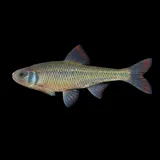 White Shiner, photographed in Virginia