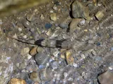 Bigmouth Sleeper, photographed in Oaxaca