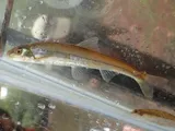 Riffle Minnow, photographed in Alabama