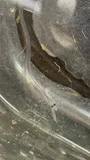 American Eel, photographed in New Jersey
