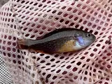 Green Sunfish, photographed in Utah