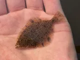 Starry Flounder, photographed in Washington