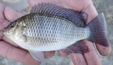 Greenheaded Bream, photographed in North-West