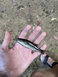 Warrior Bass, photographed in Alabama