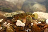 Fantail Darter, photographed in Tennessee