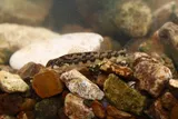 Saffron Darter, photographed in Tennessee