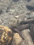 Redeye Bass, photographed in Tennessee