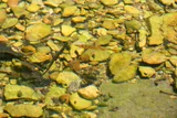 Scarlet Shiner, photographed in Tennessee