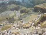 Flannelmouth Sucker, photographed in Arizona
