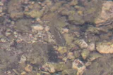 Goldspotted Killifish, photographed in Florida