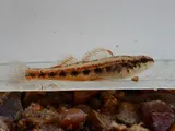 Firebelly Darter, photographed in Kentucky