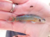 Mud Darter, photographed in Illinois