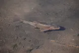 Sonora Sucker, photographed in Arizona