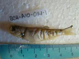 Rio Grande Shiner, photographed in Coahuila