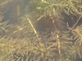 Zebra Danio, photographed in Okinawa