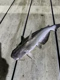 Blue Catfish, photographed in Texas