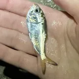 Gulf Menhaden, photographed in Texas