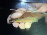Orangefin Madtom, photographed in Virginia