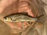 Utah Chub, photographed in Utah