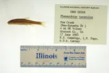 Kanawha Minnow, photographed in Virginia