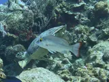 Mahogany Snapper, photographed in West Bay