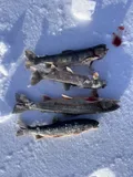 Arctic Char, photographed in Troms