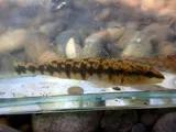 Blackbanded Darter, photographed in Alabama