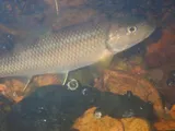Bigmouth Chub, photographed in Virginia