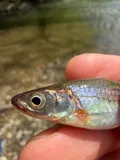 Rosyface Shiner, photographed in Ohio