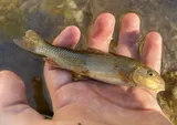 Sonora Sucker, photographed in Arizona