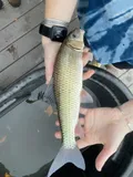 Notchlip Redhorse, photographed in Georgia