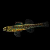 Iowa Darter, photographed in Ohio