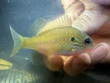 Lepomis solis, photographed in Mississippi