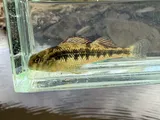 Kentucky Darter, photographed in Kentucky