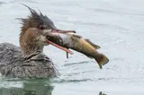 Brown Bullhead, photographed in Ontario
