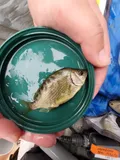Tule Perch, photographed in California
