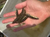 Blackside Darter, photographed in Ohio