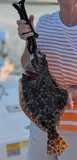 Southern Flounder, photographed in North Carolina
