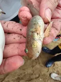 Highfin Goby, photographed in Santa Catarina