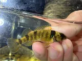 Yoke Darter, photographed in Arkansas