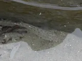Striped Killifish, photographed in South Carolina