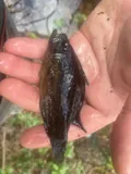 Mud Sunfish, photographed in Georgia