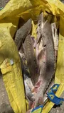 Shovelnose Sturgeon, photographed in Illinois